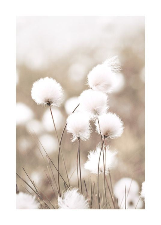 Affiche Cottongrass